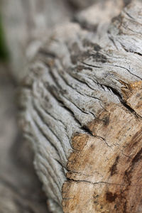 Full frame shot of tree sculpture