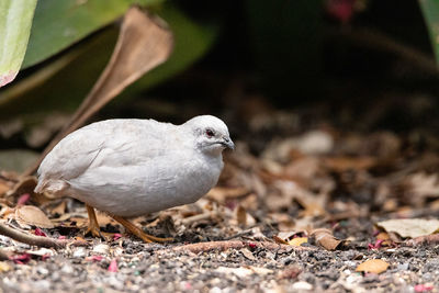 Small female king quail coturnix chinensis is often found in asia.