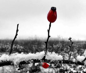 Close-up of frozen flower plant