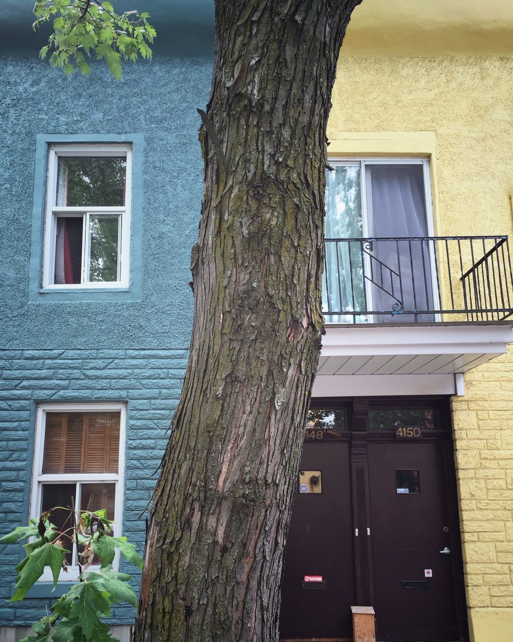 CLOSE-UP OF HOUSE WITH TREE