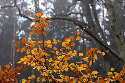 Close-up of orange flowering plant during autumn