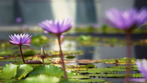 Close-up of pink water lily in lake