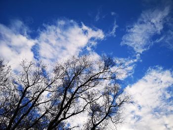 Low angle view of bare tree against blue sky