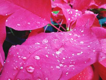 Close-up of water drops on pink flowers