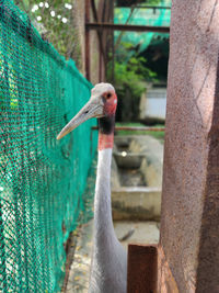 Close-up of bird in zoo