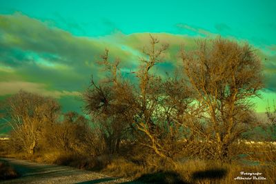 Trees on field against sky during autumn