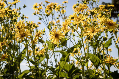 Close-up of yellow flowering plants against sky