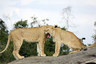 Low angle view of lions on tree trunk against sky