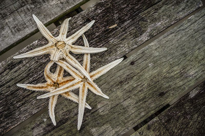 High angle view of star fish on wooden plank