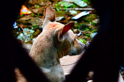 Close-up of two dogs on land