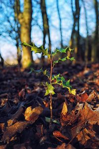 Close-up of leaves on tree