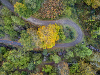 High angle view of trees by lake in forest