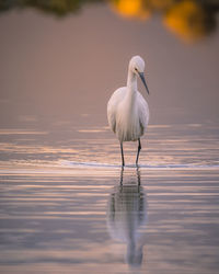 Portrait of an egret in its habitat. wildlife scene from nature