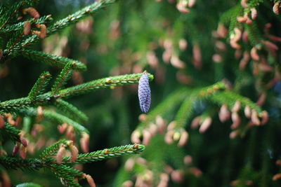 Close-up of purple flowering plant