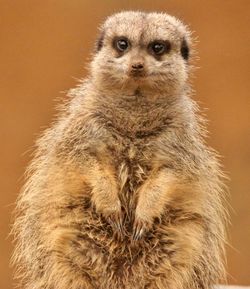 meerkat