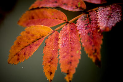 Close-up of maple leaf during autumn