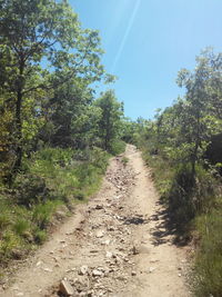 Road passing through trees