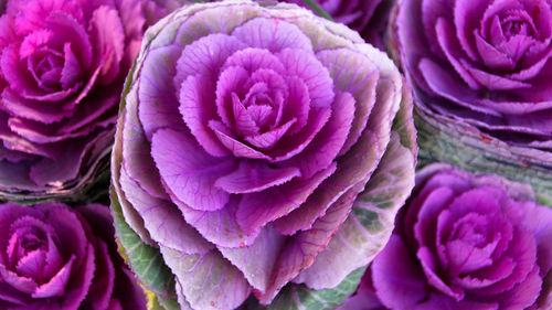 High angle view of pink kale growing outdoors