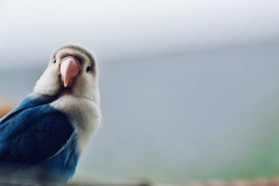 Close-up of a bird