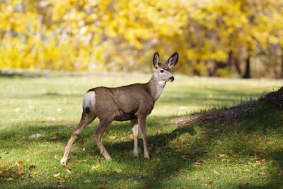 A white tail doe in park
