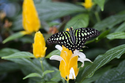 Close-up of butterfly pollinating on yellow flower