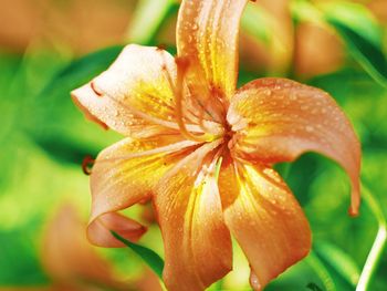 Close-up of hand holding flower