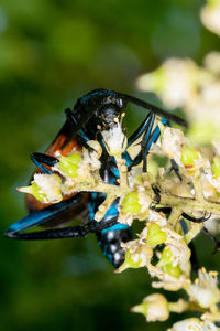 Close-up of insect on flower