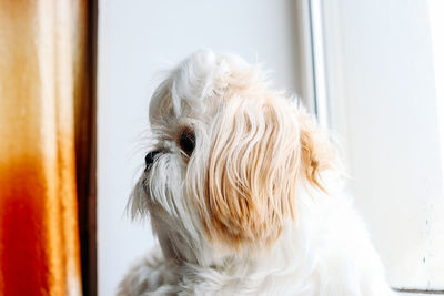 Close-up of dog