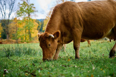 Brown cow grazing on field. jersey cow eating green grass on pasture. cattle breeding