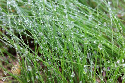 Close-up of water drops on spider web