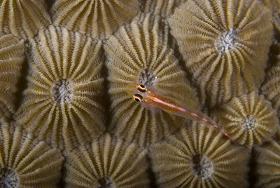 Close-up of fish underwater