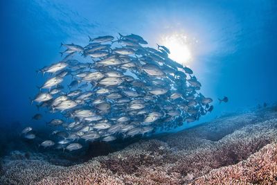 Fish swimming in sea