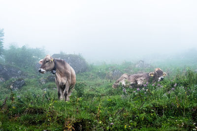 View of a horse on field