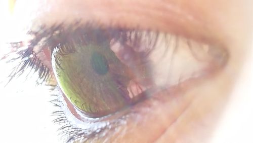 Macro shot of human eye