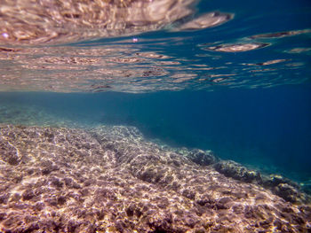 Close-up of coral swimming in sea
