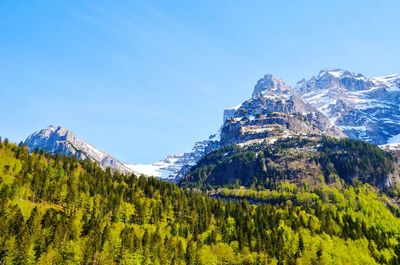 Pine trees on snowcapped mountains against blue sky