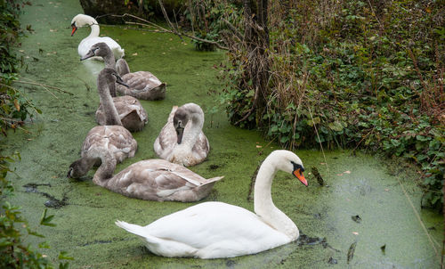 Swans in lake