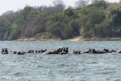 Hippos swimming in sea