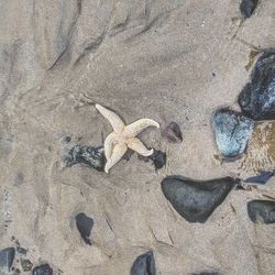 High angle view of crab on sand