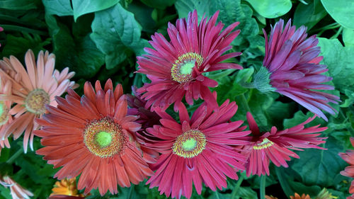 Close-up of pink flowering plants