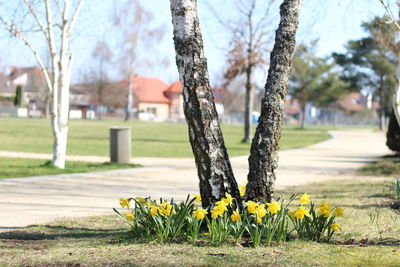 Yellow flowering plants in park