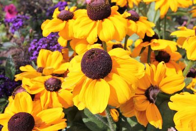 Sunflowers blooming on field