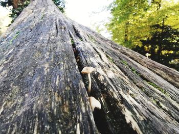 Close-up of tree trunk