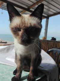 Portrait of cat sitting by sea against sky