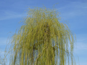Low angle view of flowering plant against blue sky