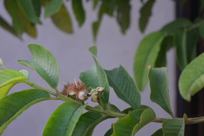 leaf