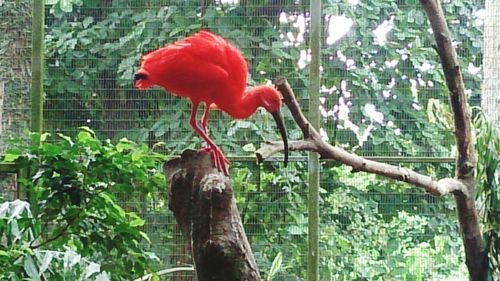 Close-up of bird perching on tree trunk