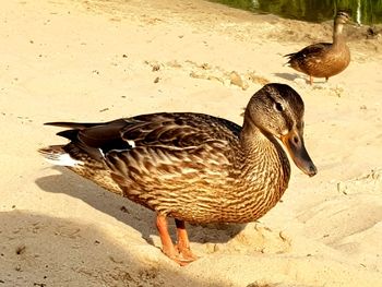 Side view of a bird on sand