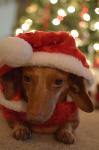 Close-up portrait of a dog