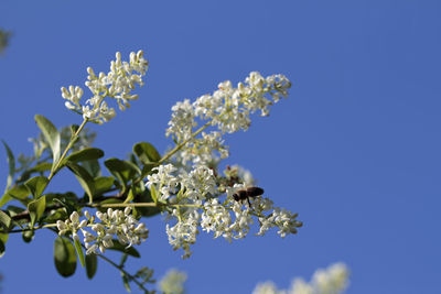 Close-up of bee pollinating on flower against blue sky